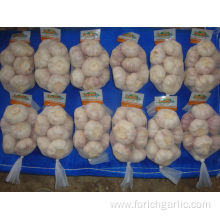 Regular White Garlic Of Size 5.5 Packing 500g